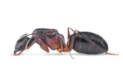 Camponotus barbaricus