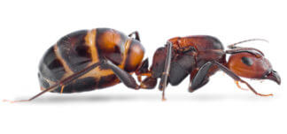 Camponotus Nicobarensis