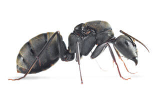 Camponotus Pseudolendus