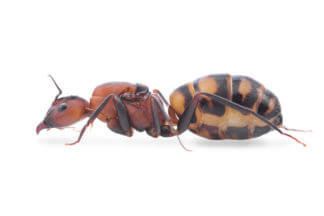Camponotus Habereri