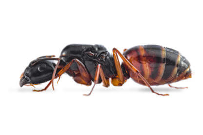 Camponotus Sansabeanus